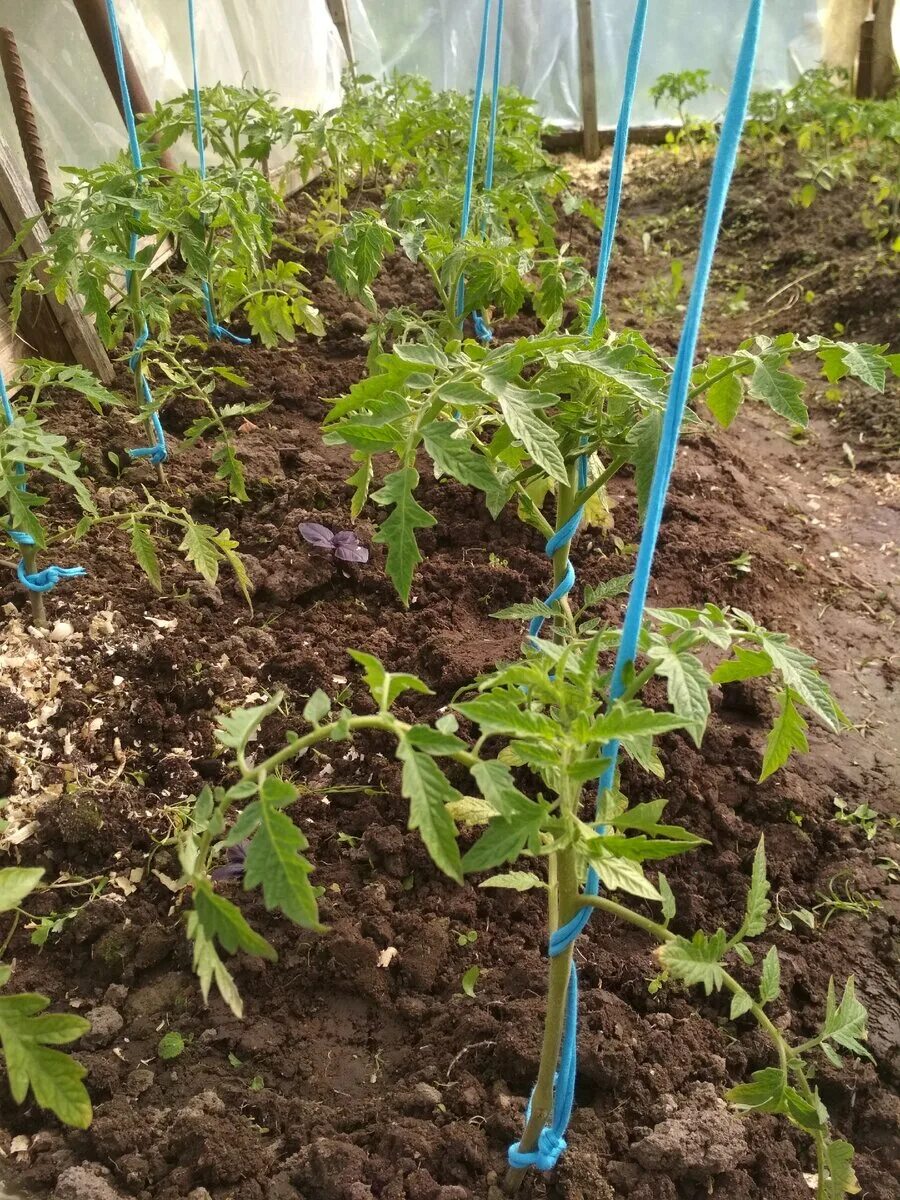 Как правильно подвязывать помидоры. Помидора на шпалерной подвязке. Подвязывание помидоров. Подвязка томатов. Как правильно подвязывать помидоры.