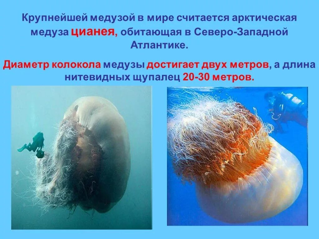 Откуда появляются медузы. Медуза цианея гигантская. Арктическая медуза цианея. Доклад о медузе цианея. Медузы phyllorhiza.