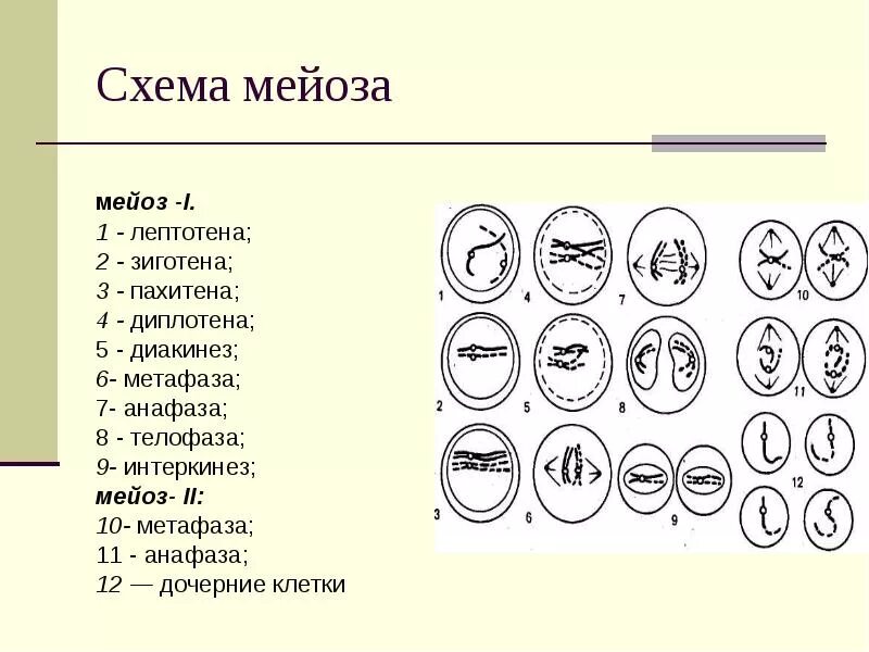 Схема мейоза 1 деление. Мейоз лептотена зиготена пахитена диплотена диакинез таблица. Схема мейоза 1. Мейоз 1 схема по фазам. Схема мейоза 1.