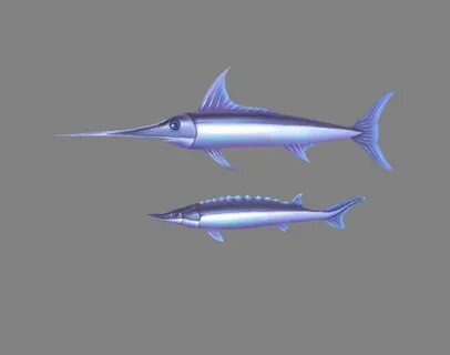 Marlin 3d