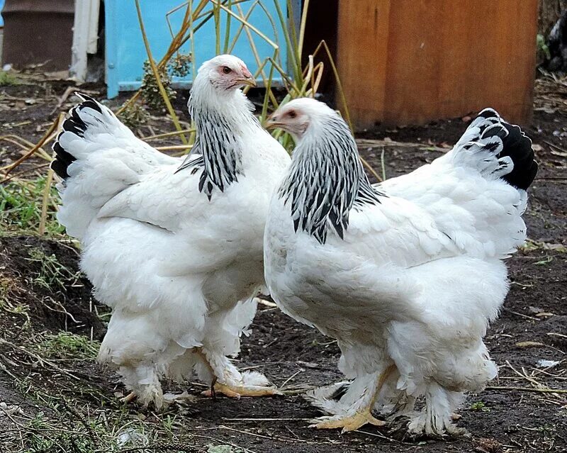 Купить породу брама. Брама светлая колумбийская. Куры Брама колумбийская. Куры несушки Брама. Брама колумбийская цыплята.