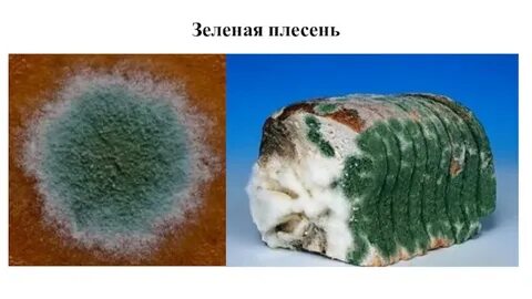 Зеленая плесень