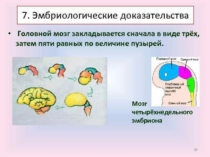 Решающим эмбриологическим доказательством эволюции является. Эмбриологические доказательства примеры. эмбриологические доказательства антропогенеза. эмбриологические доказательства базируются на работах. эмбриологические доказательства эволюции органического мира.