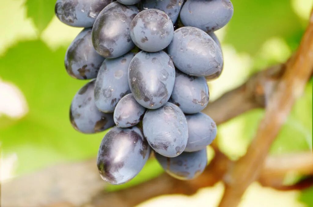 Виноград Лорано столовый в Vitis.kz