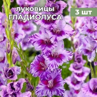 Гладиолус 7 букв сканворд