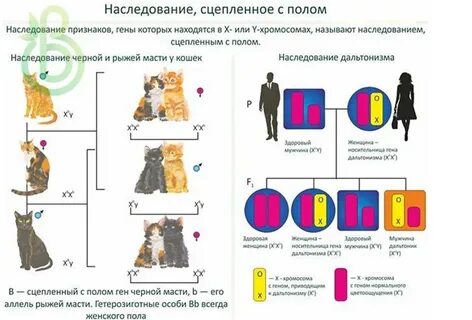 Презентация генетика пола наследование сцепленное с полом наследование