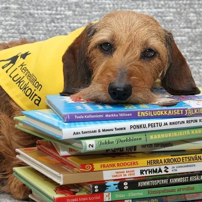 Собака в библиотеке. Щенята в библиотеке. Книги про собак. Читальные собаки в Финляндии. Дети читают собаке