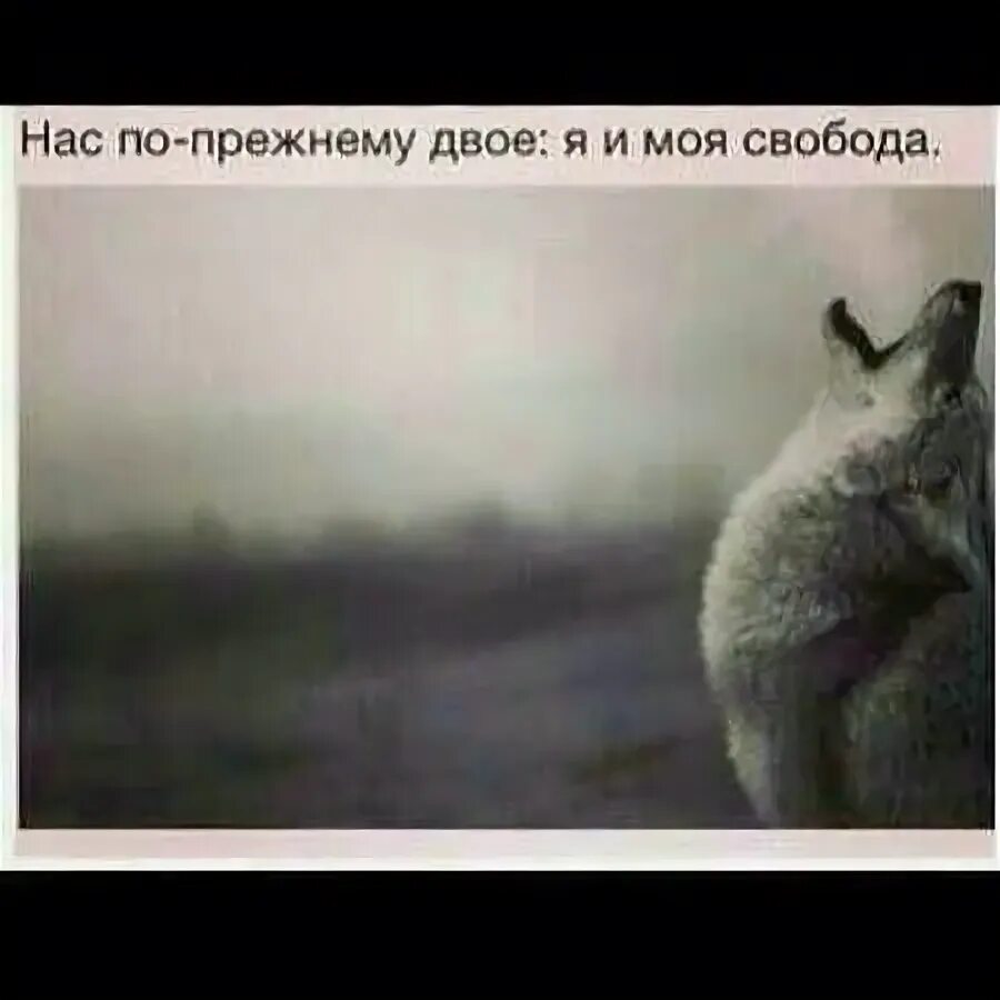 Высказывания о свободе. Нас снова двое я и моя свобода. Я и моя свобода. Нас по прежнему двое я и моя. Моя свобода.
