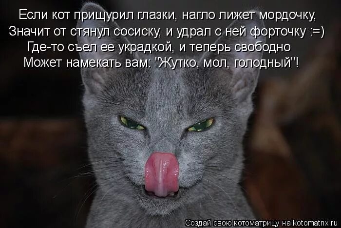 Почему кот смотрит в глаза. Кот лижет. кошка облизывает тебя. кот с прищуренными глазами. зализанные животные.