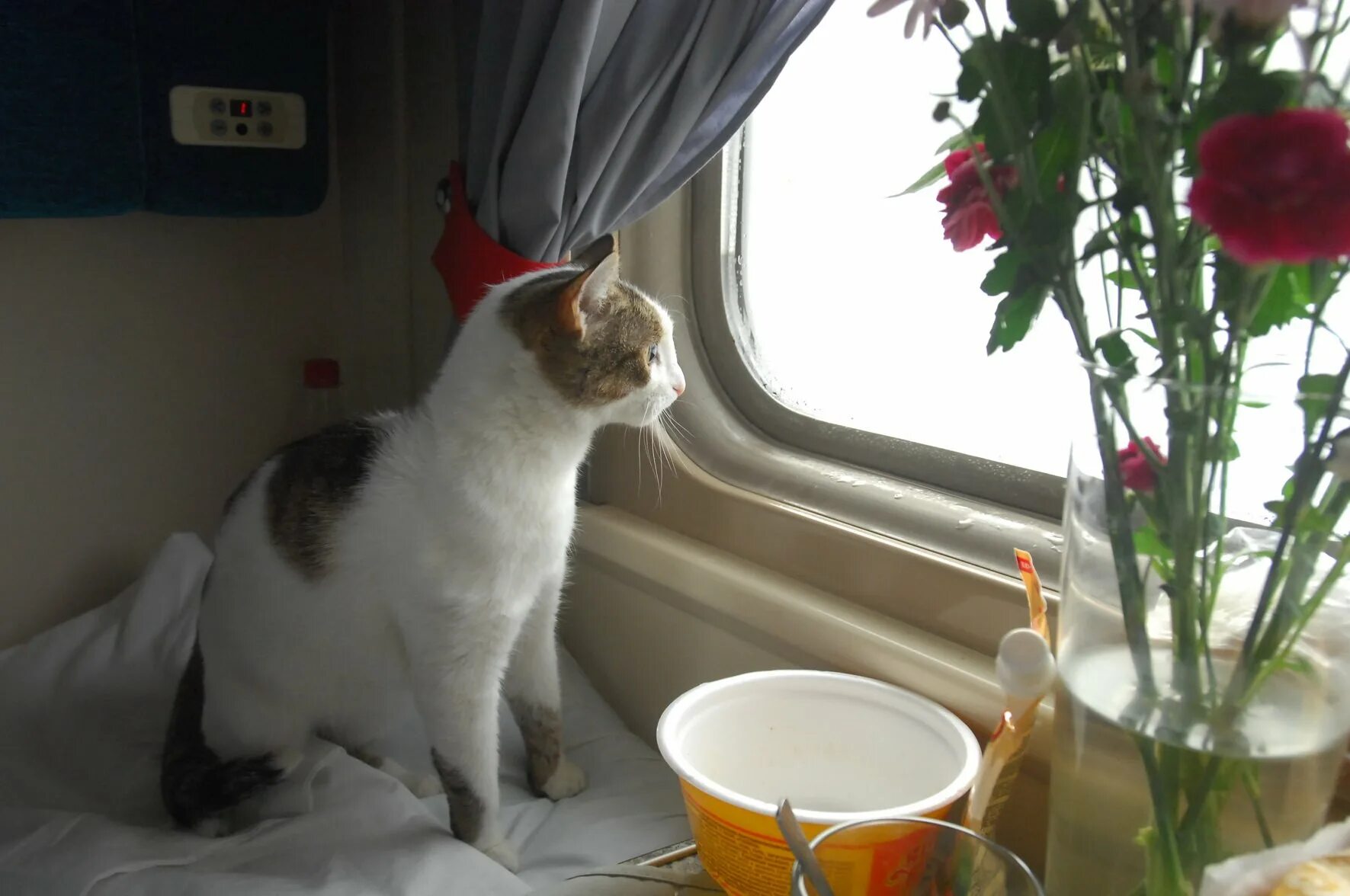 Кот железная дорога. Котик в поезде. Кот в вагоне поезда. Кот в электричке. Кот едет в поезде.