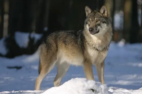 Видео wolf