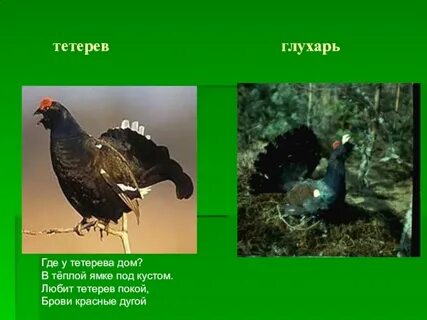 Глухарь размеры