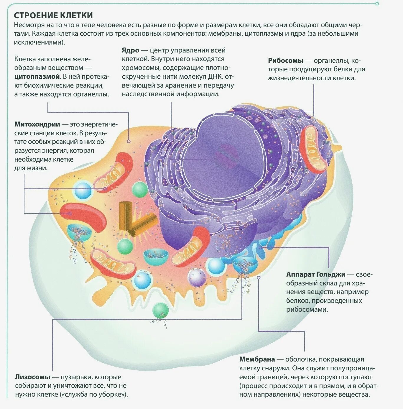 Строение растительной клетки ЕГЭ биология. Органоиды клетки ЕГЭ биология. Строение клетки человека биология. Строение органелл животной клетки. Наследственная информация растительной клетки