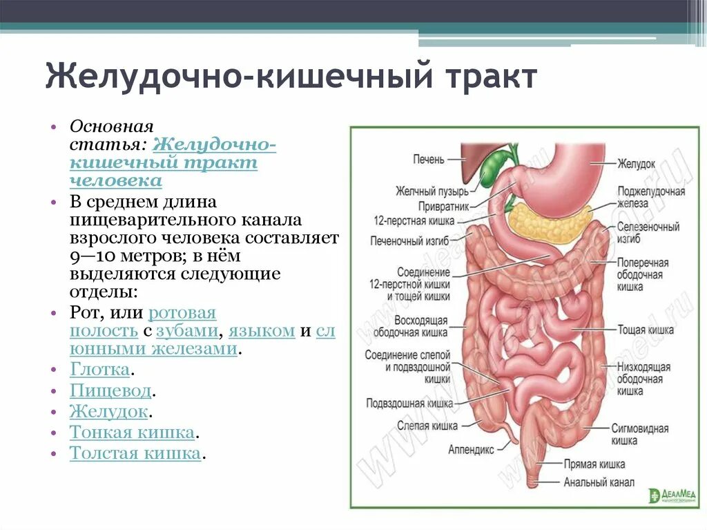 Печень и кишечник образуются. Пищеварительная система желудок анатомия. Отделы пищеварительного тракта схема. Строение пищеварительной системы человека схема с описанием. Органы желудочно-кишечного тракта схема.