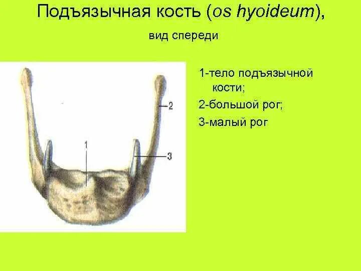 Большие и малые рога на латинском. Большие и малые рога на латинском