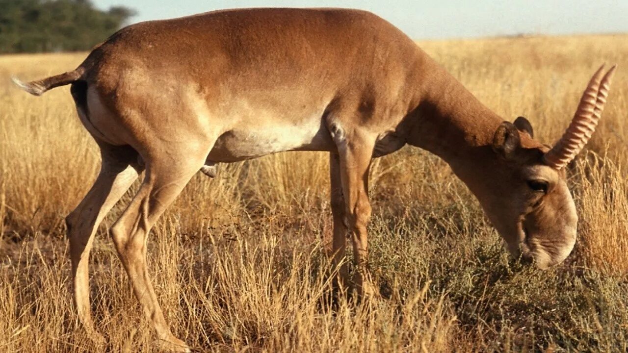 Животные степи сайгак. Сайга (Сайгак). Сайгак Saiga tatarica. Сайга Saiga tatarica (Linnaeus, 1766). Сайга антилопа.