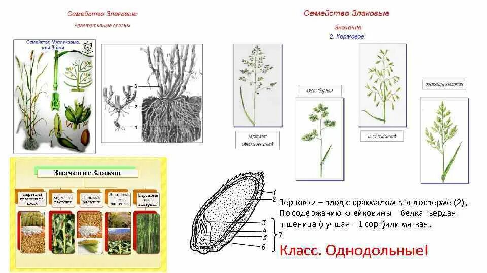 Органы злаковых. Строение вегетативных органов семейства злаковых. Семейство злаковые особенности строения. Семейства злаковые характеристика вегетативные органы. Строение вегетативных органов злаковых растений.