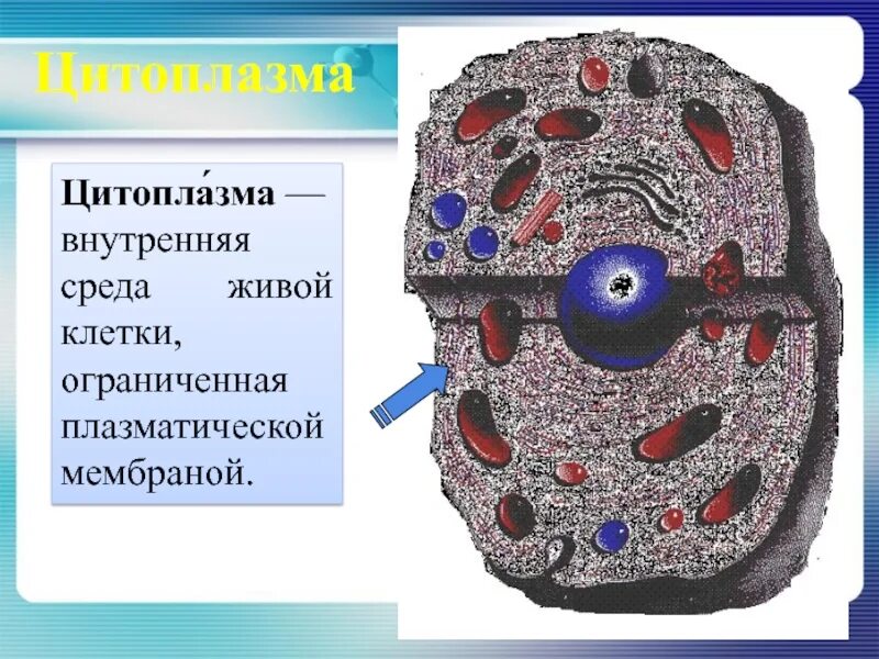 Образование внутренней среды клетки. Плазматическая клетка строение. Защитная оболочка живой клетки. Книги.живые.клетки.