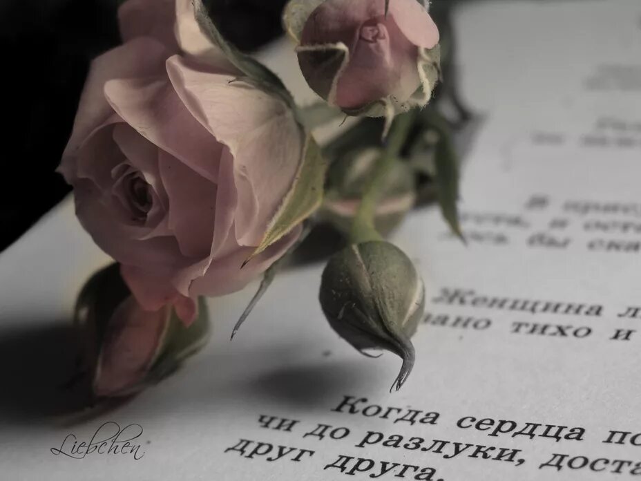 Цветы от любимого цитаты. Красивые цитаты с цветами. красивые высказывания о розах. цитаты про цветы. афоризмы про цветы.