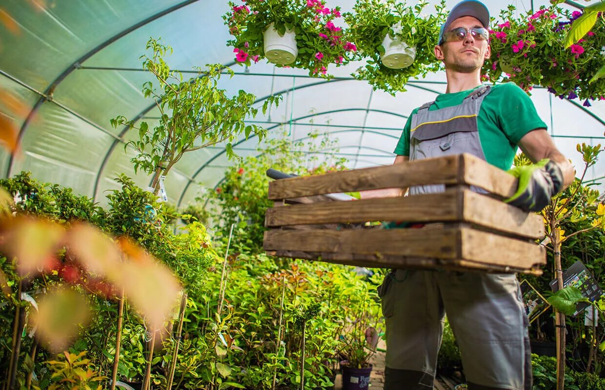 Рабочие в теплицах. Урожай клубники в теплице. Работа в оранжерее. Работница теплиц. Работа в оранжерее.