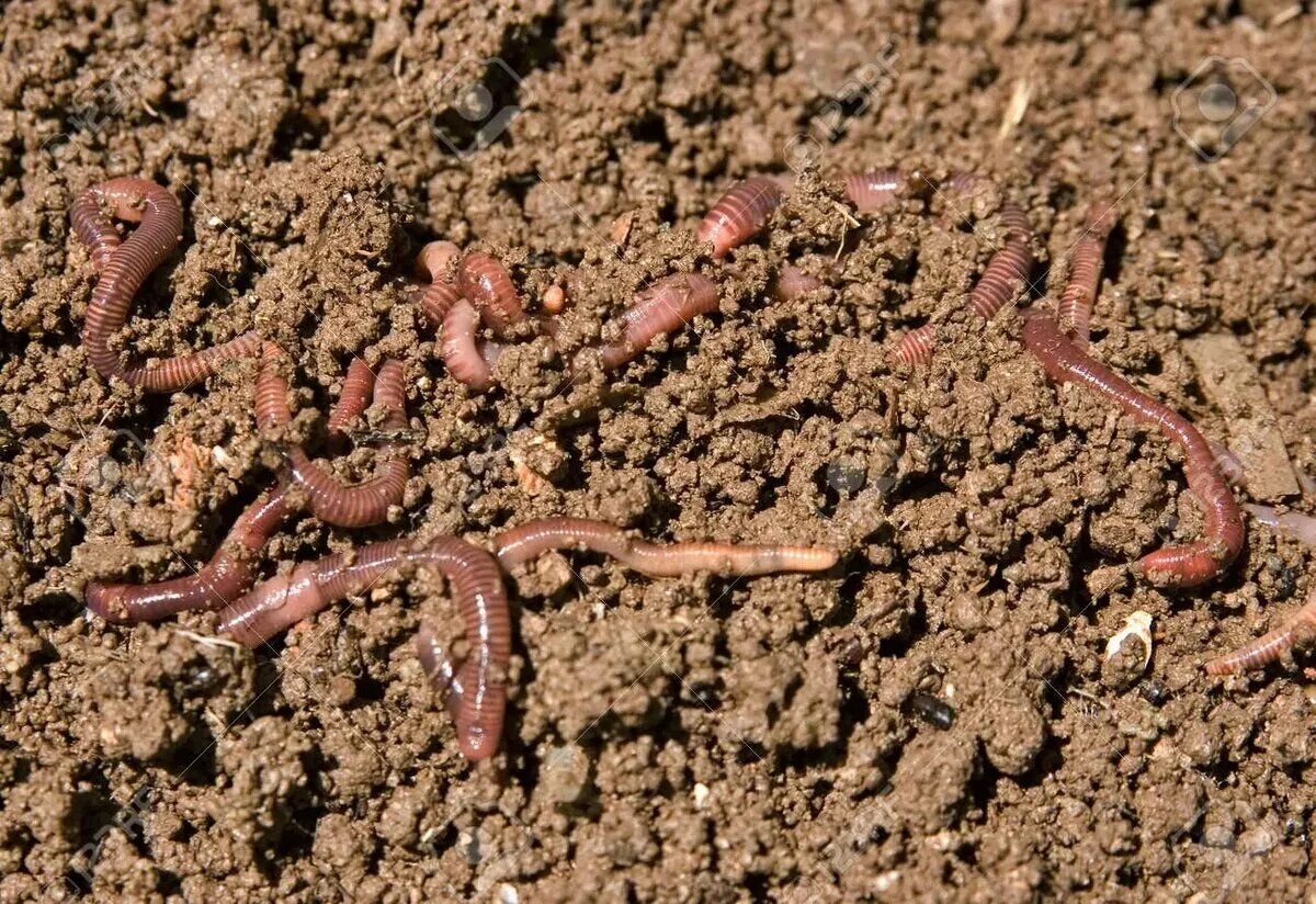 Черви похожие на дождевых червей в земле. Земля после дождевых червей. Копролиты дождевых червей. Земля после дождевых червей. Дождевой червь рыхлит землю.