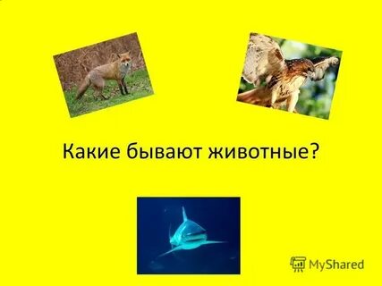 Какие бывают животные ответ
