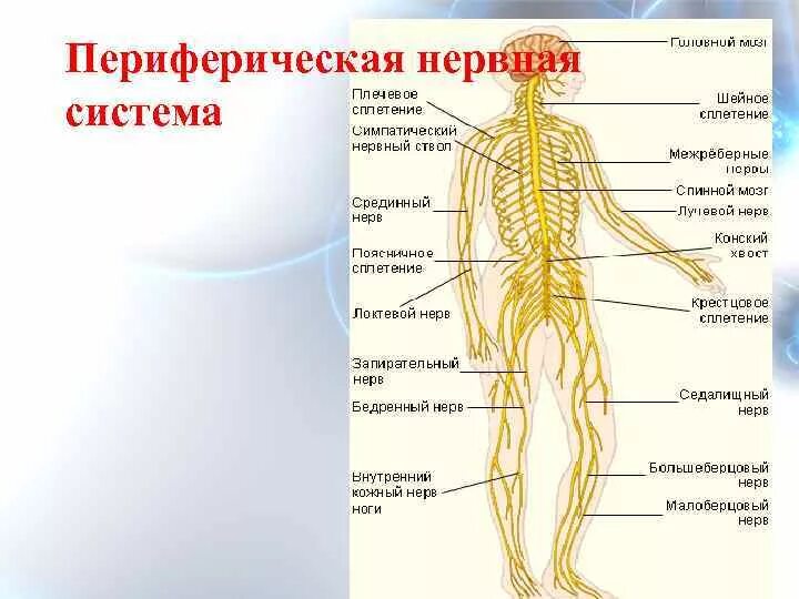 Нервная система человека строение нерва. Периферическая система человека. Структуры периферической нервной системы человека. Периферическая нервная система схема строения. Центр периферическая нервной системы