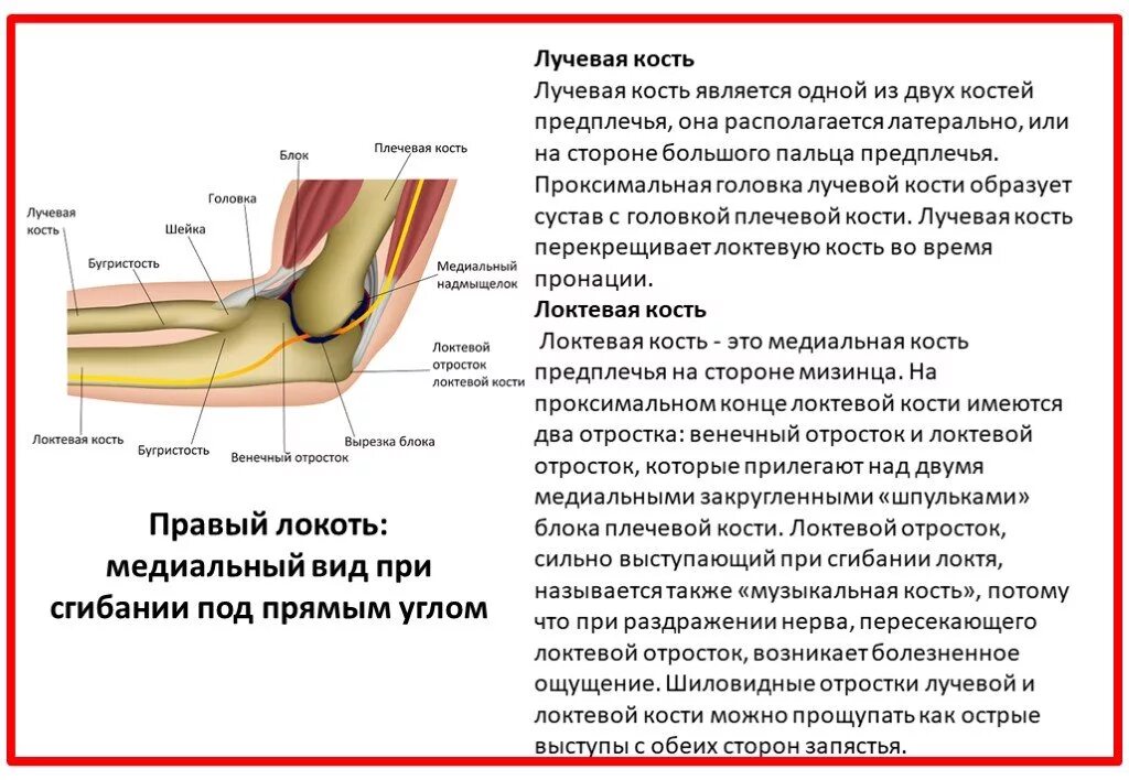 Болят лучевые кости почему