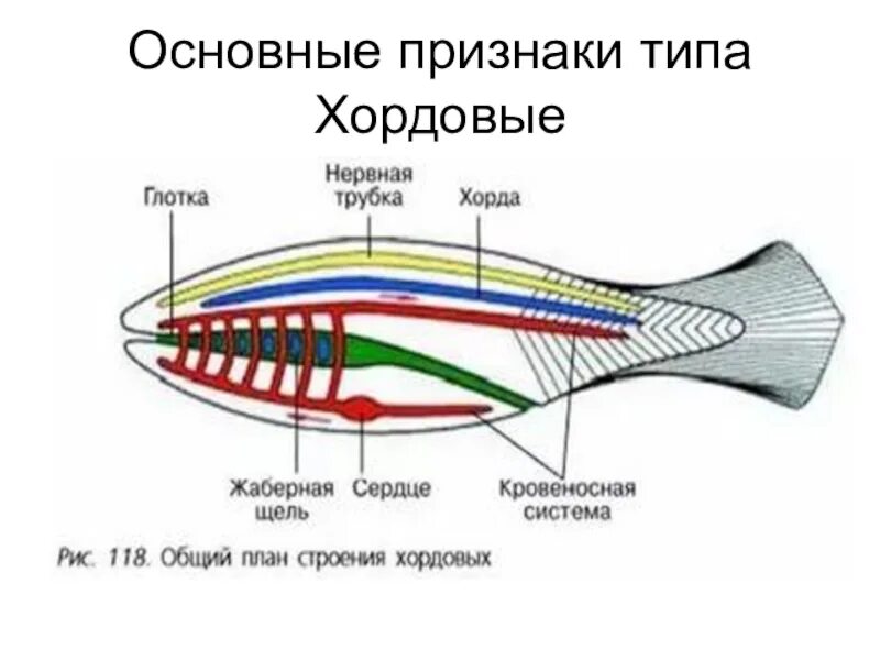 Глоток основной. План строения хордовых биология 7 класс. Тип Хордовые строение. Строение пищеварительной системы хордовых. Внутреннее строение хордовых рыб.