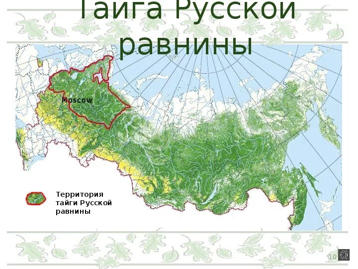 Территория тайги на карте России. Тайга на карте России природных зон. Зона тайги на карте России. Тайга на карте России с границами