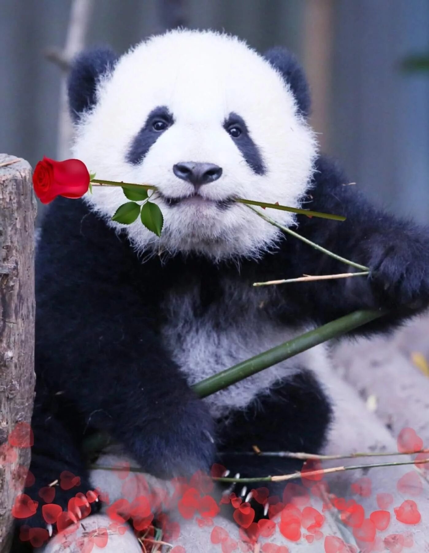 Pandas na