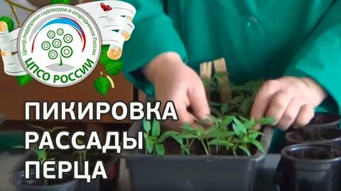 Когда можно распикировать перцы