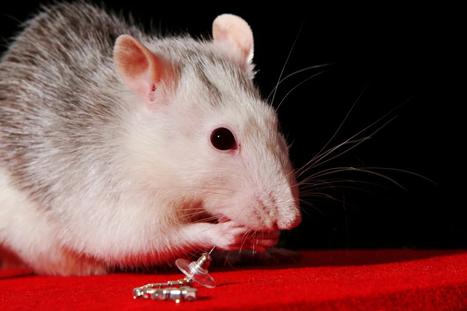 Почему у крысы кровь из носа. Что такое порфирин у декоративных крыс. Болезни декоративных крыс.