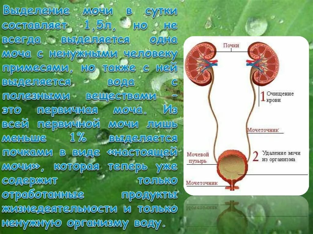 Выделение воды из организма. Почки выделение мочи. Выделение мочи из организма. Организме выделения мочи.
