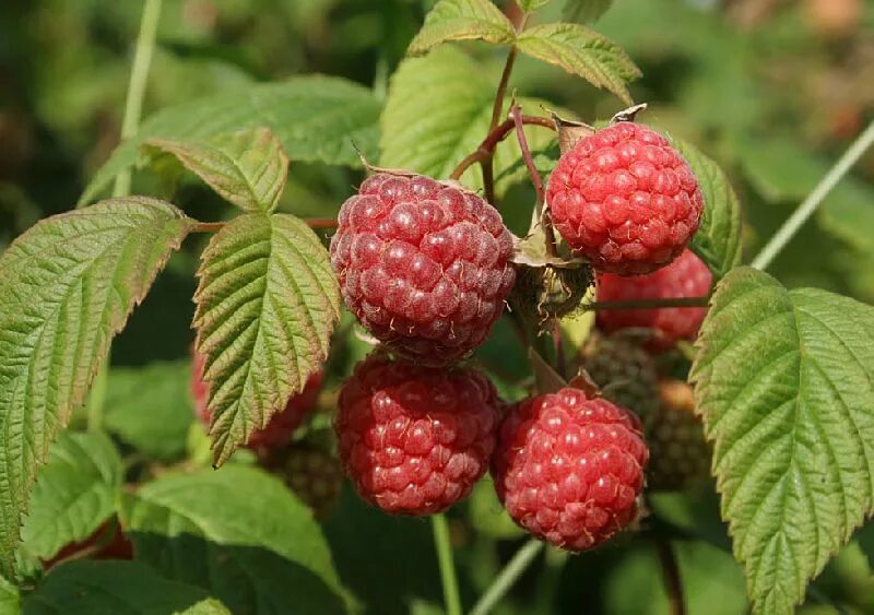 Малина обыкновенная (Rubus idaeus). Малина обыкновенная Rúbus idáeus. Малина обыкновенная Пересвет. Малина сорт Мишутка. Малина обыкновенная кустарники