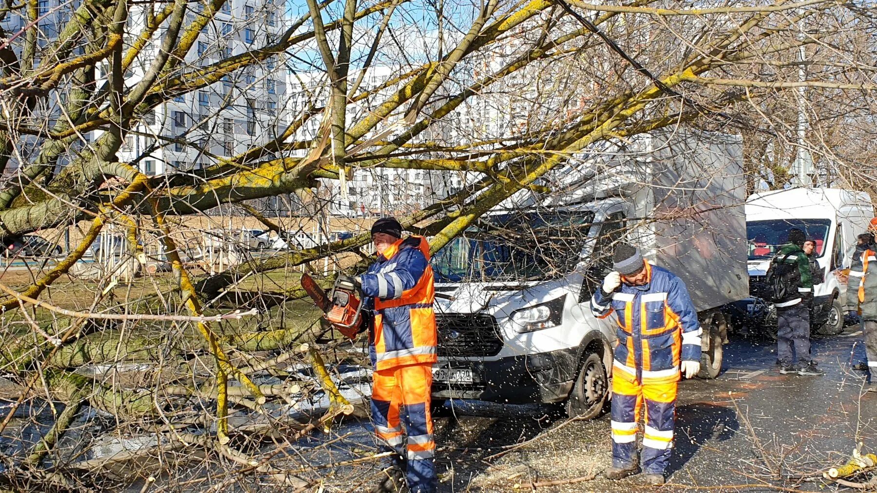 Ветер в москве деревья. Упавшие деревья в Москве. Падение дерева в Москве. В Москве ветер повалил деревья. В Москве упало дерево.