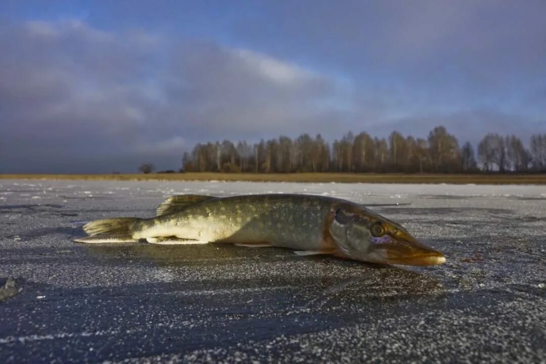 Брейтово Рыбинское водохранилище. Лесной берег Рыбинское водохранилище. Щука Рыбинское водохранилище. Рыбинское водохранилище рыбалка. Рыба на рыбинском водохранилище