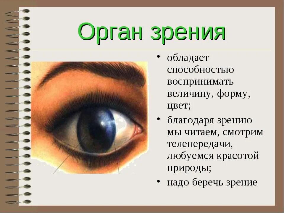 Зрительные органы чувств. Орган зрения. Глаза орган зрения. Сообщение на тему зрение. Органы чувств глаза.