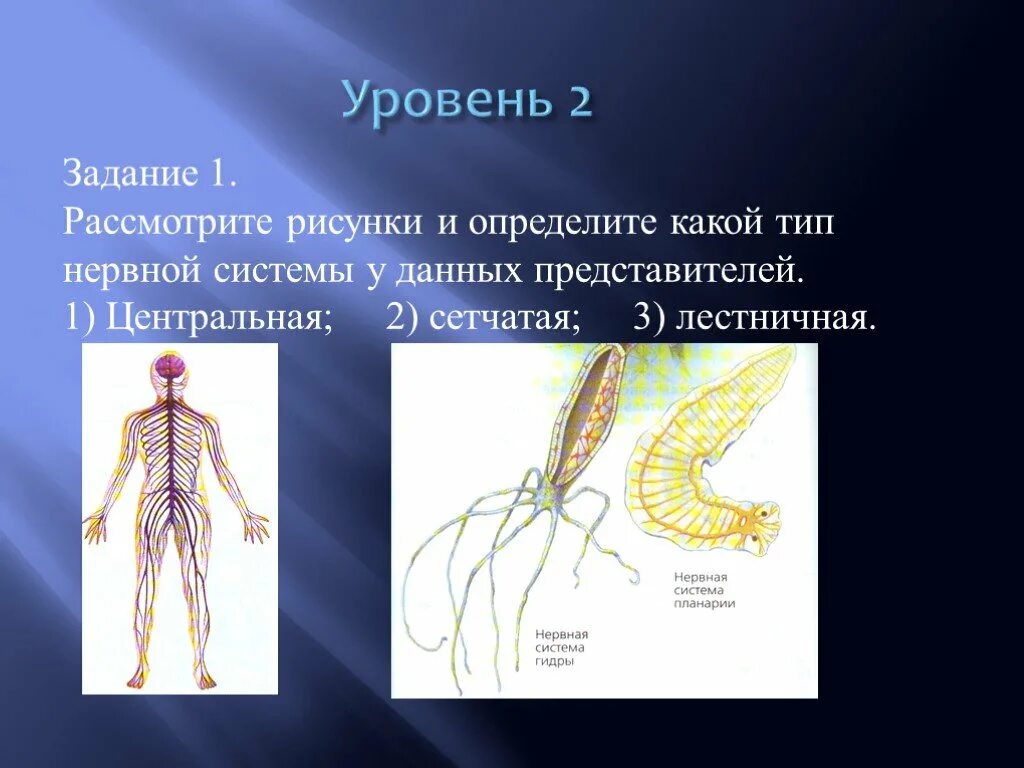 Нервная система. Виды нервной системы. Типы нервной системы человека. Нервная система биология. У каких беспозвоночных животных нервная система образована