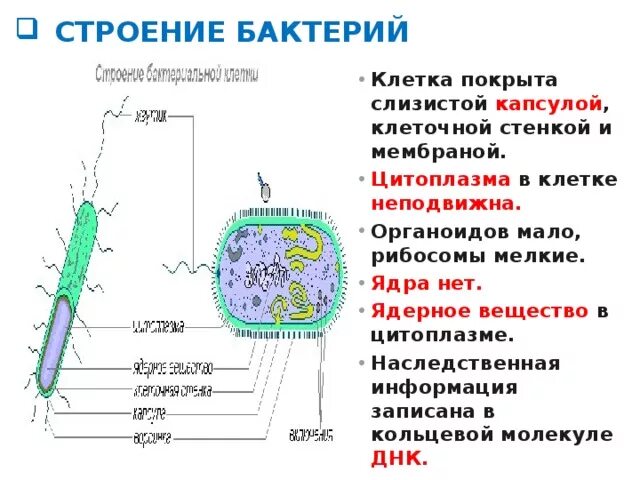 Ядерное вещество у бактерий на схеме. Строение бактерии. Строение микроорганизмов. Строение бактерии 5 класс. Особенности клетки бактерии 5 класс