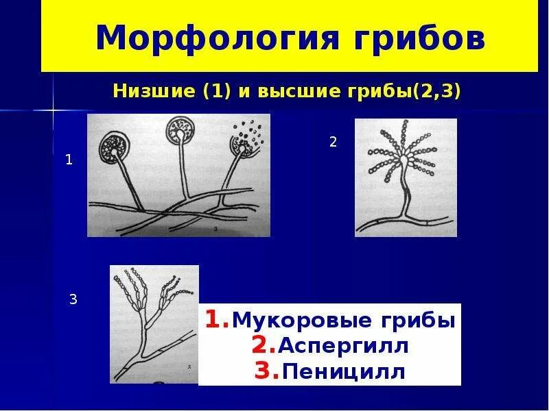 Какое значение гриба пеницилла в жизни человека. Низшие грибы морфология. Высшие грибы пеницилл. Пеницилл и бактерии. Морфология пеницилла.