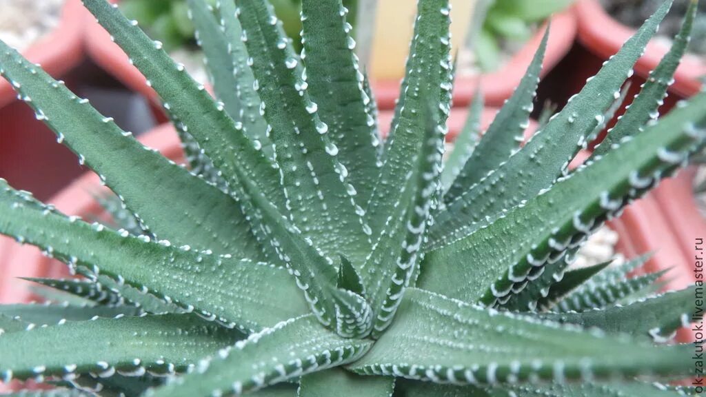 Алоэ рашпиль. Алоэ Moonshadow. Aloe variegata алоэ. Алоэ в оранжерее.