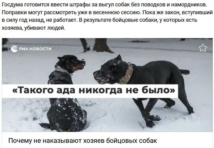 Ненадлежащее содержание собак. Выгул собак без намордника. собака без поводка. собака без поводка и намордника. выгул собак без поводка.