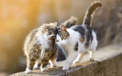 Cats and friends