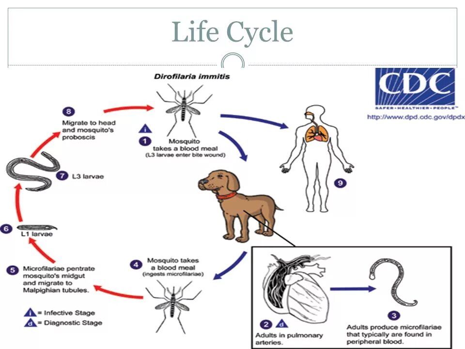 Можно ли считать комара промежуточным хозяином. Dirofilaria immitis жизненный цикл. Дирофиляриоз жизненный цикл схема. Цикл развития дирофилярии. Dirofilaria repens жизненный цикл.