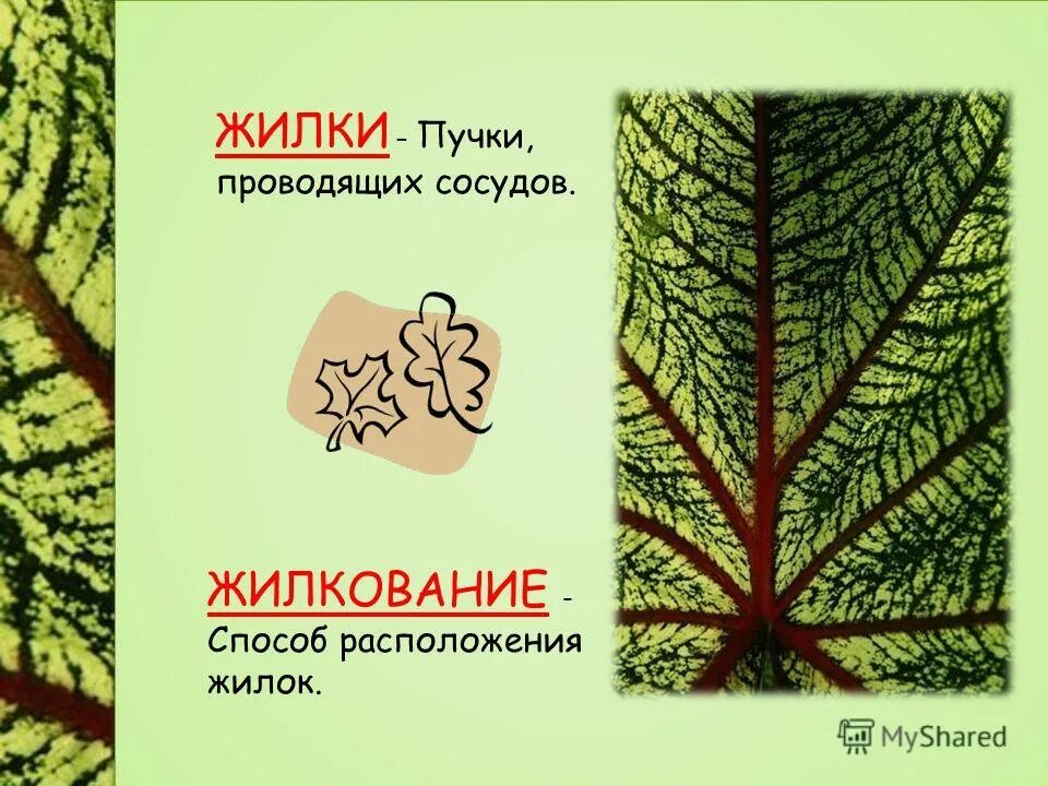 Какой тканью представлены жилки. Жилка у растений. Жилка это в биологии. Жилка листа. Функции жилок листа.