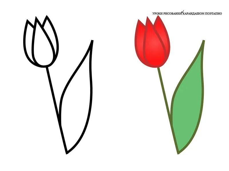 Как нарисовать тюльпан ребенку. Как нарисовать тюльпан ребенку