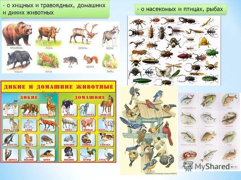 Плотоядно растительноядные. Дикие и домашние насекомые. Дикие животные Хищные и травоядные. Хищники и травоядные животные для детей. Список диких животных для детей.