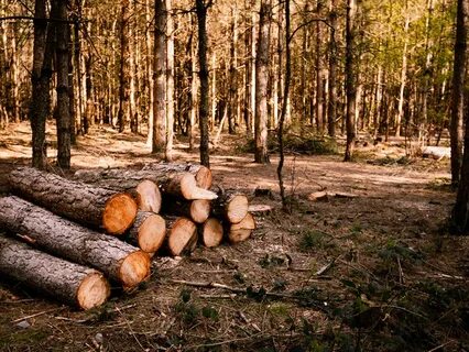 Порубочные остатки древесины