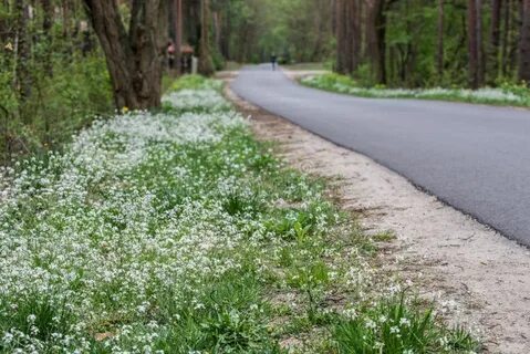 Трава около дороги